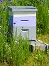 Bees in a Bee Hive Box Royalty Free Stock Photo
