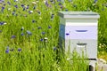 Bees in a Bee Hive Box Royalty Free Stock Photo