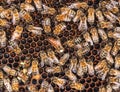 Bees in a bee hive Royalty Free Stock Photo
