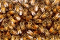 Bees And Beehive Honey Royalty Free Stock Photo
