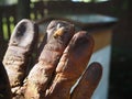 Bees Beehive Honey Beekeeping Glove