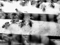 Bees bees nest blackandwhite beehive animal