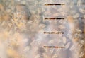 Bees behind the glass. Royalty Free Stock Photo