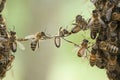 Bees bridge bee swarm