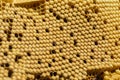 Bees brood comb