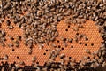 Bees Broods, working bee larvae heated on honeycomb Royalty Free Stock Photo