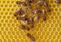 Bees build honeycombs.