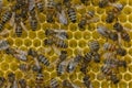 Bees build honeycombs