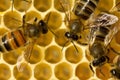 Bees build honeycombs. Work in a team Royalty Free Stock Photo