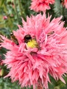 Bees and bumble bees collect poppy seeds, papaver somniferum, diligently pollen for honey