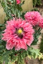 Bees and bumble bees collect poppy seeds, papaver somniferum, diligently pollen for honey
