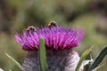 Bees and bumblebees collect nectar from flowers Royalty Free Stock Photo