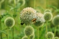 Bees bumblebees on globe thistle green flowers