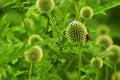 Bees bumblebees on globe thistle green flowers Royalty Free Stock Photo