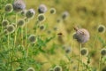 Bees bumblebees on globe thistle green flowers