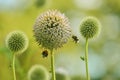 Bees bumblebees on globe thistle green flowers Royalty Free Stock Photo