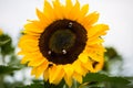 Bees and bumblebees on a sunflower, macro shot Royalty Free Stock Photo