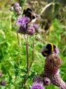 Bees busy doing what bees do with flowering thistles, they love them Royalty Free Stock Photo