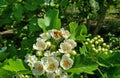 Bees are busy gathering pollen