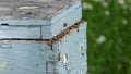 Bees A Buzzing Royalty Free Stock Photo
