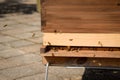 Bees buzzing outside wood box hive