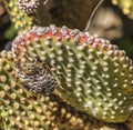 Bees On Cactus Leaf Royalty Free Stock Photo