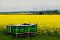 Bees and Canola