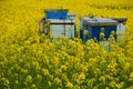 Bees and Canola Royalty Free Stock Photo
