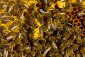 Bees care for the cocoon and the larva of the future queen bee