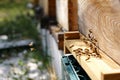 Bees carry nectar into the hive, Donji Petrovci, Serbia, Vojvodina Royalty Free Stock Photo