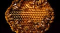 bees in circular honeycomb