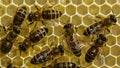 Work of young bees inside the hive Royalty Free Stock Photo