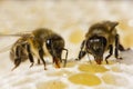 Bees close honey in the comb.