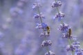 Bees close up on lavender flowers