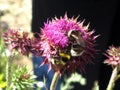 Bees on the clover flower.