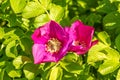 Bees colecting polen from brier rose