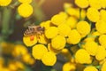 Bees collect honey and pollinate wildflowers on a sunny day Royalty Free Stock Photo