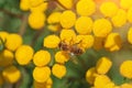 Bees collect honey and pollinate wildflowers on a sunny day Royalty Free Stock Photo