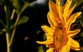 Bees collect honey from a sunflower flower early in the morning