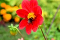 Bees collect nectar from beautiful garden flowers