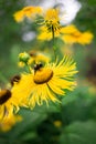 bees collect nectar on big yellow flower, the insect life in the summer Royalty Free Stock Photo