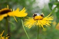 bees collect nectar on big yellow flower, the insect life in the summer Royalty Free Stock Photo