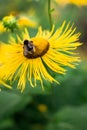 bees collect nectar on big yellow flower, the insect life in the summer Royalty Free Stock Photo