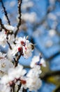 Bees collect nectar. Flowering cherry trees, beautiful white flo Royalty Free Stock Photo