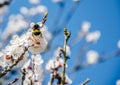 Bees collect nectar. Flowering cherry trees, beautiful white flo Royalty Free Stock Photo