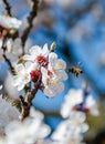 Bees collect nectar. Flowering cherry trees, beautiful white flo Royalty Free Stock Photo