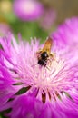 Bees collect nectar on purple flower