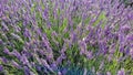 Bees in a lavender field