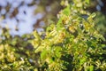 Bees collect pollen from the flowers of linden tree during flowering in spring Royalty Free Stock Photo