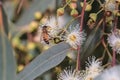 Bees are collecting eucalyptus nectar (honey).